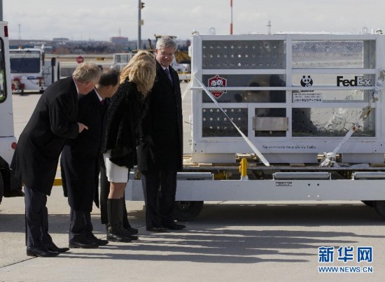 （国际）（2）中国大熊猫抵达加拿大 总理哈珀与夫人亲迎